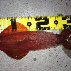 ケンサキエギング