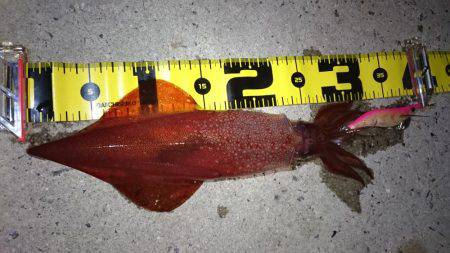 ケンサキエギング