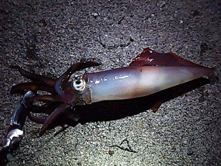 スズキケンサキ