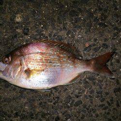 青イソメで五目釣り