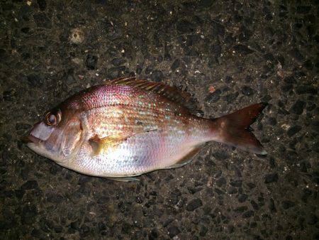 青イソメで五目釣り