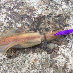 なんとヤリイカ