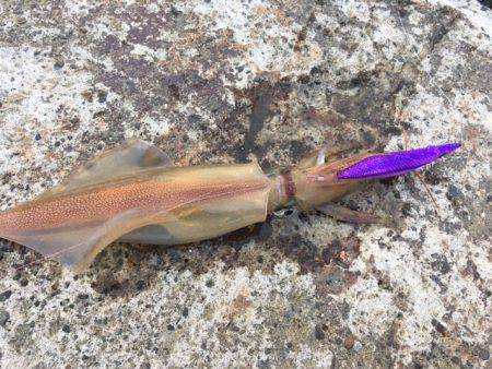 なんとヤリイカ