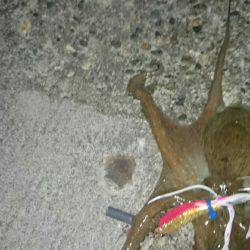 引き続きターコー