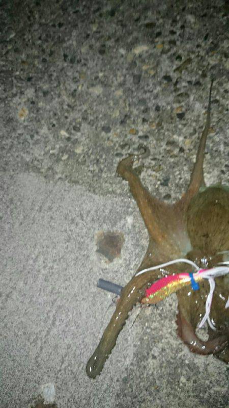 引き続きターコー