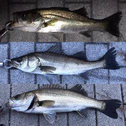 シーバス〜ツバスゲーム