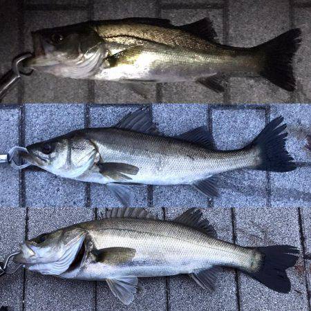 シーバス〜ツバスゲーム