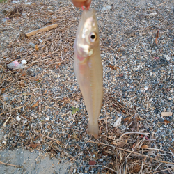 チョイ投げのキス釣り