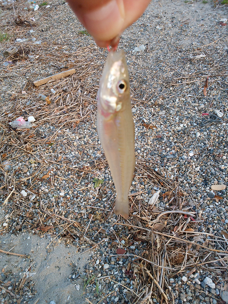 チョイ投げのキス釣り