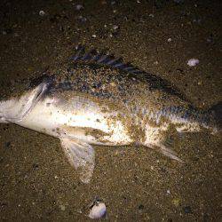 キビレ調査　ＮＯ，２２