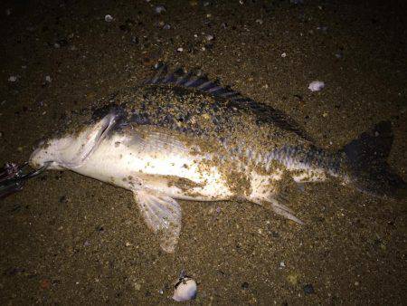 キビレ調査　ＮＯ，２２