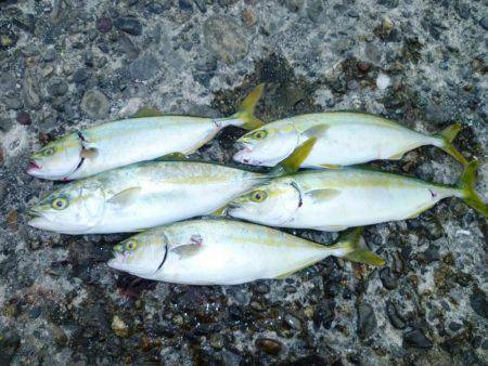 夕方チャンス！