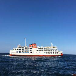 なんとヤリイカ