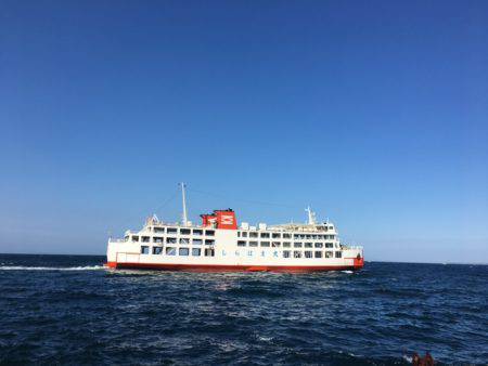 なんとヤリイカ