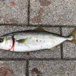 シーバス〜ツバスゲーム