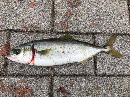 シーバス〜ツバスゲーム