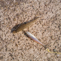 チョイ投げのキス釣り