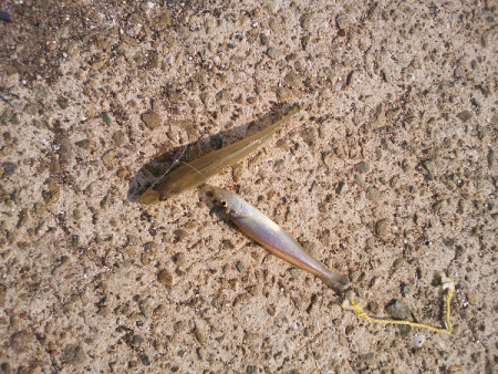 チョイ投げのキス釣り