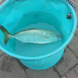 ツバス4バイト2ゲット!