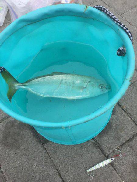 ツバス4バイト2ゲット!