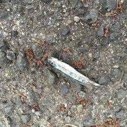 ジグシーズン開幕？