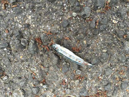 ジグシーズン開幕？