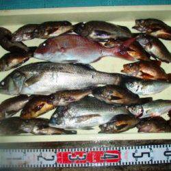 朝日丸 釣果