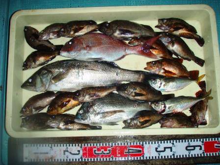 朝日丸 釣果