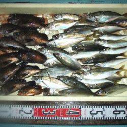 朝日丸 釣果