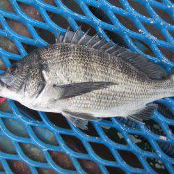 オリジナルメーカー海づり公園(市原市海づり施設) 釣果