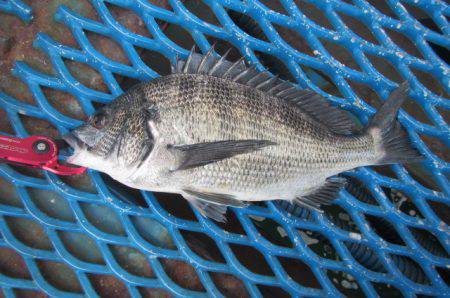オリジナルメーカー海づり公園(市原市海づり…