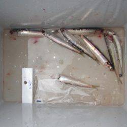 オリジナルメーカー海づり公園(市原市海づり施設) 釣果