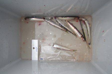 オリジナルメーカー海づり公園(市原市海づり施設) 釣果