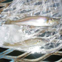 オリジナルメーカー海づり公園(市原市海づり施設) 釣果