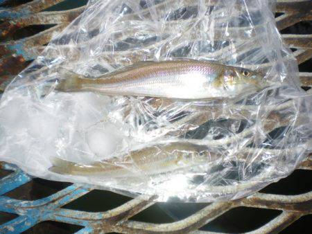 オリジナルメーカー海づり公園(市原市海づり…