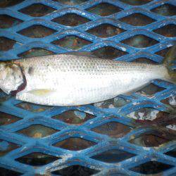 オリジナルメーカー海づり公園(市原市海づり施設) 釣果