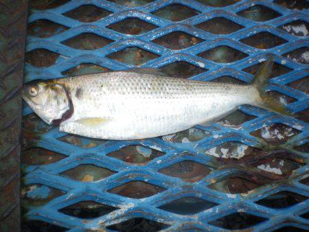 オリジナルメーカー海づり公園(市原市海づり施設) 釣果
