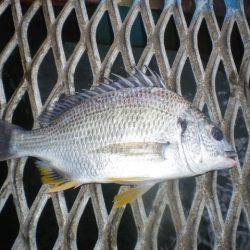 オリジナルメーカー海づり公園(市原市海づり施設) 釣果