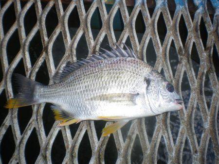オリジナルメーカー海づり公園(市原市海づり施設) 釣果