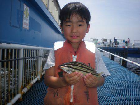 オリジナルメーカー海づり公園(市原市海づり施設) 釣果