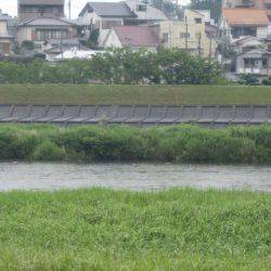 狩野川(狩野川漁業協同組合) 釣果