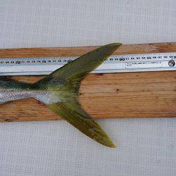 フィッシングボートACE（エース） 釣果