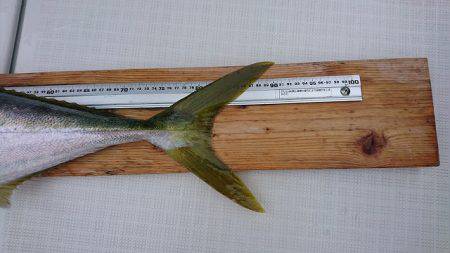 フィッシングボートACE（エース） 釣果