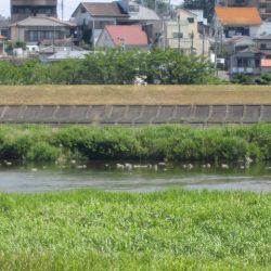 狩野川(狩野川漁業協同組合) 釣果