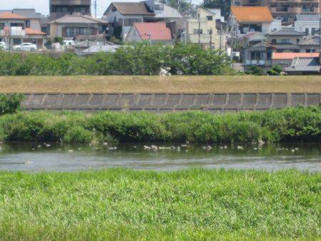 狩野川(狩野川漁業協同組合) 釣果
