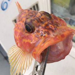 BlueOcean（ブルーオーシャン） 釣果