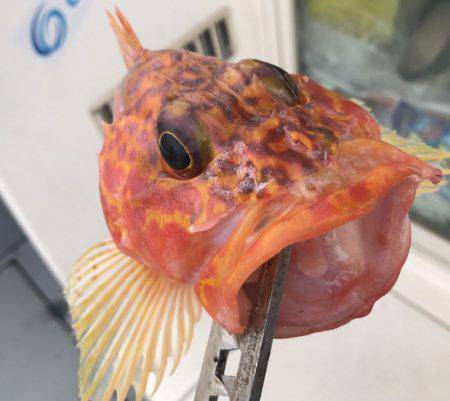 BlueOcean（ブルーオーシャン） 釣果