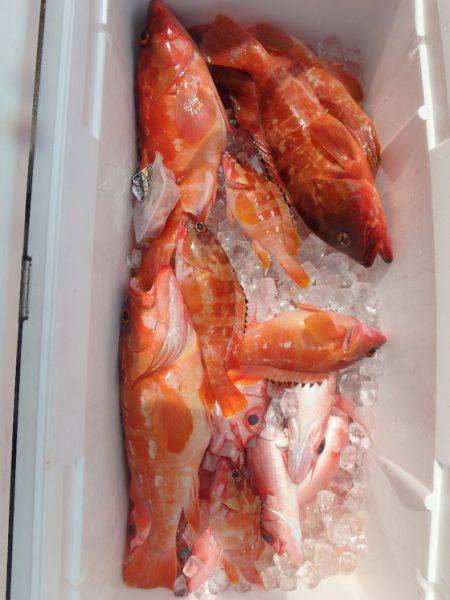 フィッシングハウス伊藤 釣果