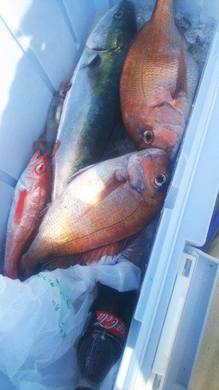 ブルドック 釣果