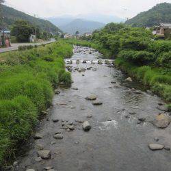 狩野川(狩野川漁業協同組合) 釣果